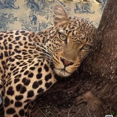 Ruihvwx's profile picture. 