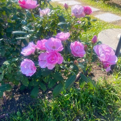 ryo_ryoiku's profile picture. 