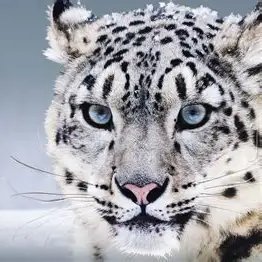 LiLove143's profile picture. Stray Kids fan acc. ∞⁸  Felix is BIAS nr 1.  but all 8 togheter is what i love. Don't bother if u h£te o t boys or stay. 30+. streaming, voting, having fun.