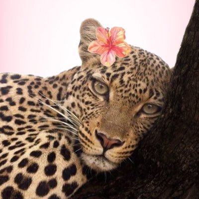 pxkesia's profile picture. 