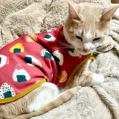 Yslbs840022's profile picture. 6匹の猫様と旦那と暮らしてます🐱 仲良くしてもらえれば良く喋ります笑 リアルは陽キャだけどnetコミュ障です…