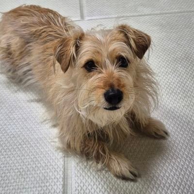 yeonghyeon85657's profile picture. 동물 좋아해요