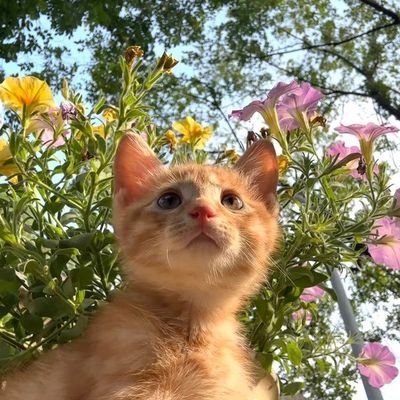 summerxau's profile picture. I have a story to tell...
seldom grave, mostly satirical