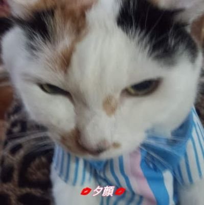 Yugao4749's profile picture. #晩酌は命がけ 🍶
 #米の汁で生きていたい 🫩
熟女は、ディーンフジオカ 
でできてるの|ー ゜)💕
🧊中
中身は、同じ熟女です💃