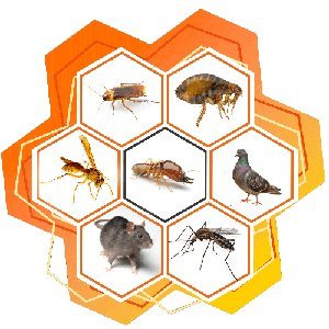 SUBLIMM's profile picture. 🛡️ Expert en lutte contre les #nuisibles : insectes, rongeurs et ectoparasites. Passionné par l'amélioration et l'entretien de l'habitat pour vivre sainement