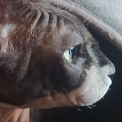 Ervptvs69's profile picture. Ervcto de Ervptvs