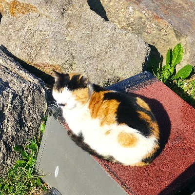 Einstein101892's profile picture. Just a Goober who likes trolling and cats also a premium subscriber of barneyhunter12 and also cafe games like banning me (follow me and I'll follow back)