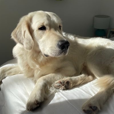 joyarzaballodge's profile picture. 