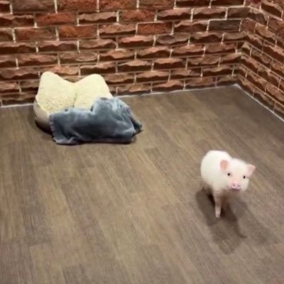 notexpectedly's profile picture. 제가 힘들 때는 그냥 울고 또 울어서 리셋했습니다