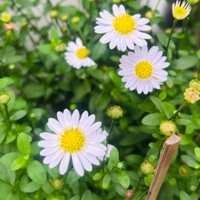 Chanissara46369's profile picture. 