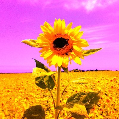 AnneTownsend007's profile picture. Digital Minimalism
Veganism (trolls will be blocked)