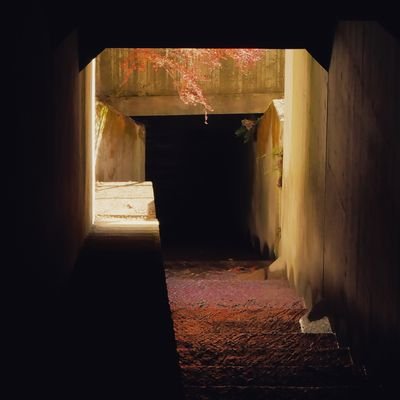 pino_skylove's profile picture. 低スペックでも、深みを出していきたい。LUMIX G100D