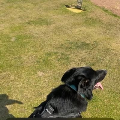 Reid1Sandy's profile picture. Very Lucky Husband , Proud Dad & Amazed Grandad (x 2 ) 💚 Collie walker (not mine) . Golfer  .