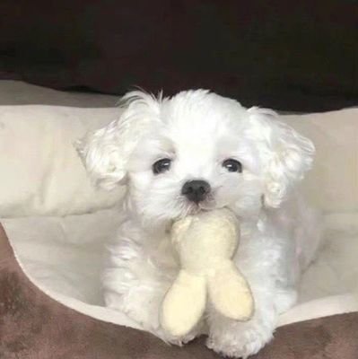 tl1001_ss's profile picture. 