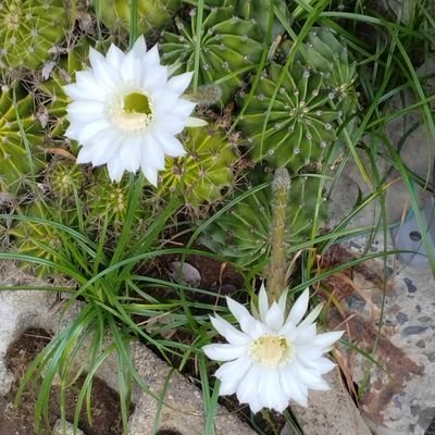 eOkBqRpyUWOPhHy's profile picture. 化学系のメーカーで営業職をやってます。
DQMSLが主体でしたが、サービス完結したので
仕事の日常を囁くことにしました。