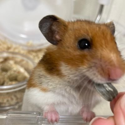 sJS8ds3mwP6436's profile picture. 初心者だけど、アカウント作ってみました！ 🐹🚺2024年の11/27生まれ❗️このアカウントは色んな人と交流して 思い出の記録のような形にできるといいなと考えてます！🐹🐹短いハムスター生を満喫してもらいたいです🥺🥺