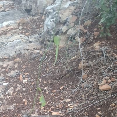 yitz_1948's profile picture. 