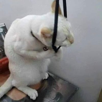 serrylly's profile picture. just living my life out here !!