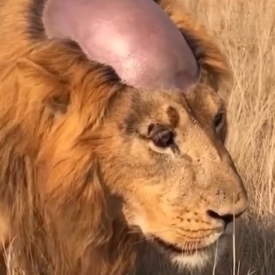 ClaxCIA's profile picture. petition to put terryl Austin in a gulag