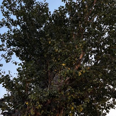 Akshit_Kasanaaa's profile picture. 