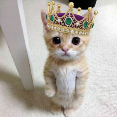 Catsquennme's profile picture. #cat #cats #kitty #meow #neko #猫 #ネコ #猫咪 #māomī #고양이 #goyangi #بिल्ली #gato #gatos #chat #chats #katze #katzen #gatto #gatti #кот #кошка #قطة #قطط #γάτα #gata #