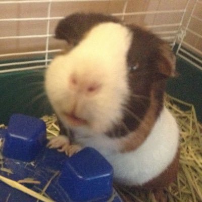 pololiya9999's profile picture. 