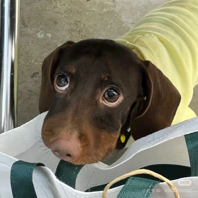 TonyMpelli's profile picture. Audaces fortuna iuvat