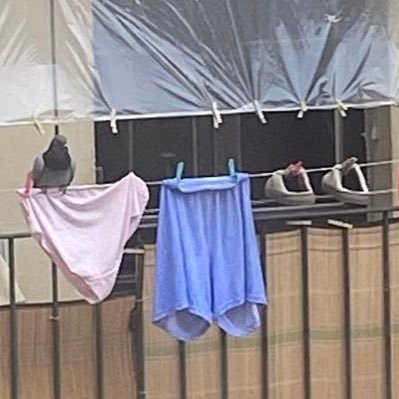 maxmartor's profile picture. Expert en llobarro