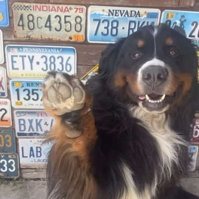 ZugGGGGGGG's profile picture. F1 vroum vroum