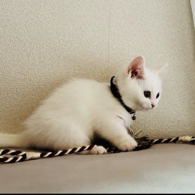 satotan_neko's profile picture. 