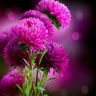 Zahra1462's profile picture. 