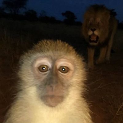 fujiokoo's profile picture. 