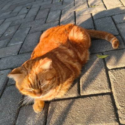 gazafadala's profile picture. 