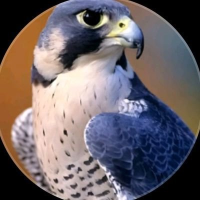 AliAli8577's profile picture. ناشط حقوقي وسياسي واجتماعي يمني