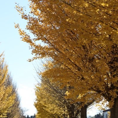 mzu__photo's profile picture. カメラ練習中　横城小町*･゜ﾟ･*:.｡..紫妃桜蘭