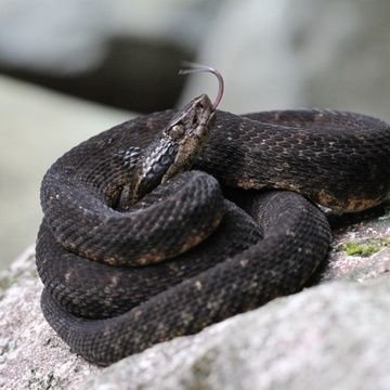 Trygonocephal1's profile picture. 