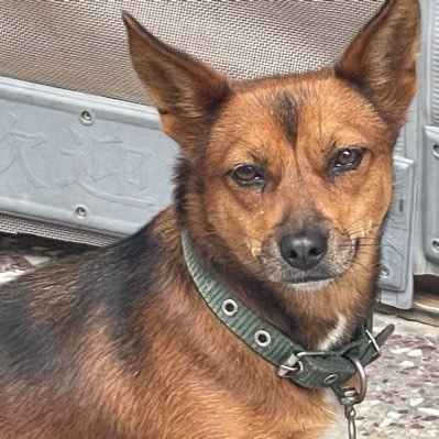 zkboom10594's profile picture. 