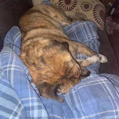 gosforthgal's profile picture. Race: Human; Religion: Church of the Flying Spaghetti Monster; Fur baby Mum, Mutt Lover, Rescues Rock. 🐾🐾🐾🇨🇦 No DMs or Lists