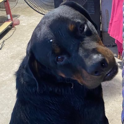 tsukiplus08's profile picture. 