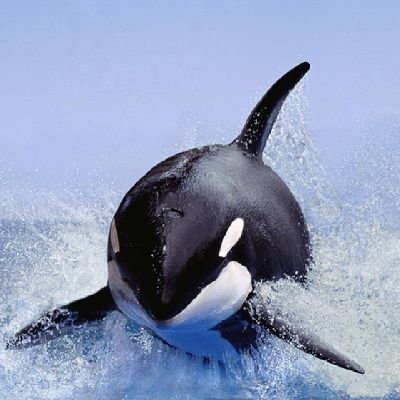 Nemo234567890's profile picture. 