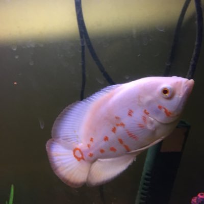 jhohern's profile picture. 