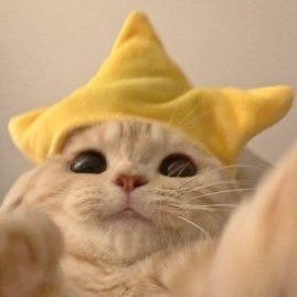 🐱⭐️