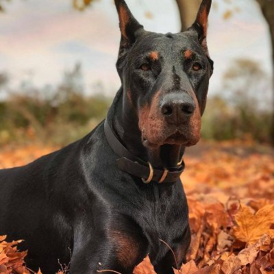 Dobermanjournal's profile picture. 🐕 | Welcome to @Dobermanjournal
🐶 | We share daily #doberman contents
👉 | Follow us if you really love Dobermans