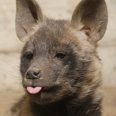 junkiewrangler's profile picture. 16 || NSFW DNI || old discord acc lost dm for new one :p