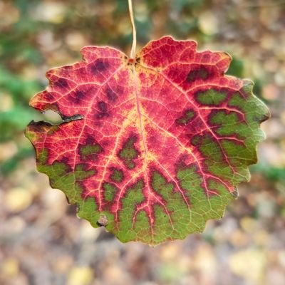 exposedplanet's profile picture. Bike advocate - Writer - Photographer - Traveler- Life Improver. 
I autodelete old tweets from the MatriX