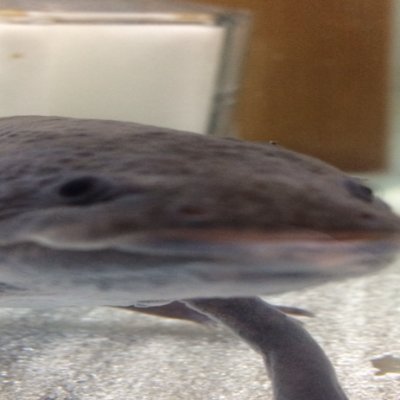 sakaeLLL's profile picture. 3dcgを勉強しています！
ー3Dプリンター maya blender zbrushー