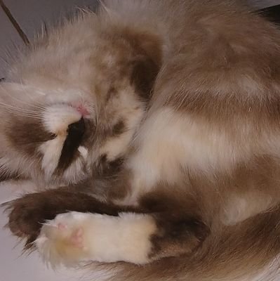 opancenoye's profile picture. f 155/52🧚‍♂️ tanniee girl - khodam tikus radatuli🐀| cita citaku memiliki hino dutro🚛 ⚠️ anggota Badan Intelegen Bokep Dunia cabang bandung ⚠️