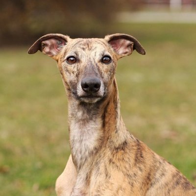 Whippetmoments's profile picture. Greyhound-Italian greyhound-Whippet
🐕 | Welcome to @Whippetmoments
🐶 | We share daily #whippet contents
👉 | Follow us if you really love whippets