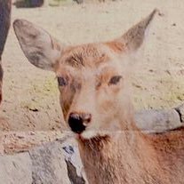 shikano45's profile picture. マスレベ180。fgo以外の話もします。