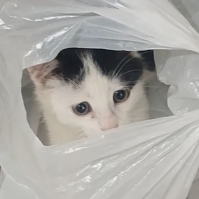 Pejmanjafarii's profile picture. 